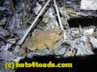 /home//u458753944/public_html/sourcegallery//////////////////////////////Roxborough Toad Detour/2013-2019/2013/2013-04-09/P1120041.JPG